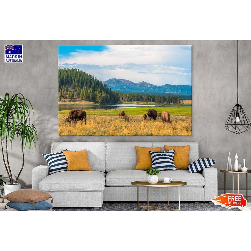 Bison in Yellowstone Park View Photograph Print 100% Australian Made