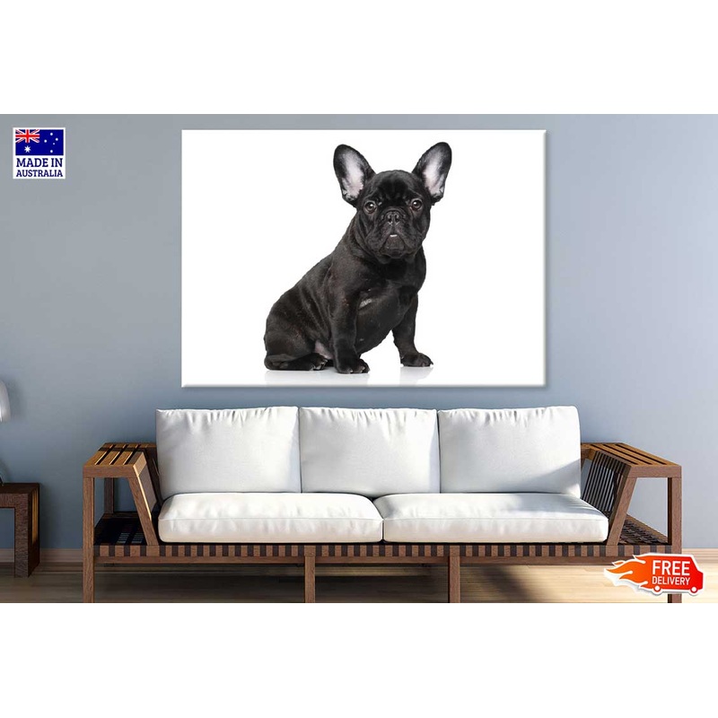 Black Dog Closeup View Photograph Print 100% Australian Made