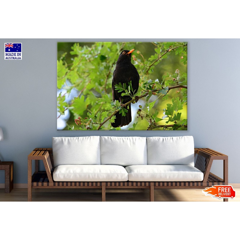 Blackbird in a Willow Tree Photograph Print 100% Australian Made