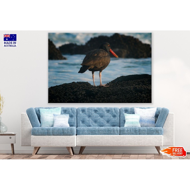 Blackish Oystercatcher Bird Closeup Photograph Print 100% Australian Made