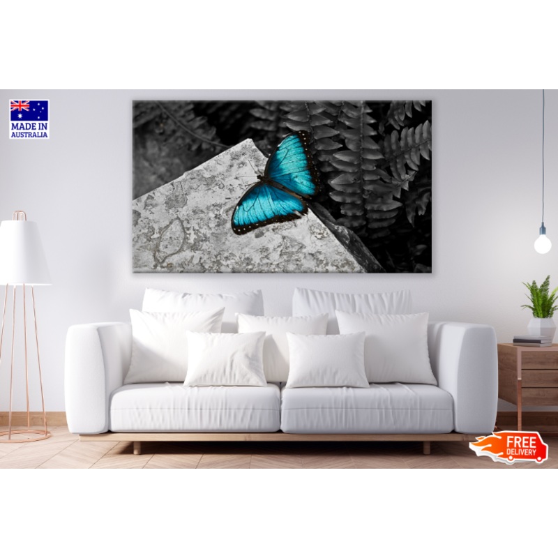 Blue Butterfly B&W Photograph Print 100% Australian Made