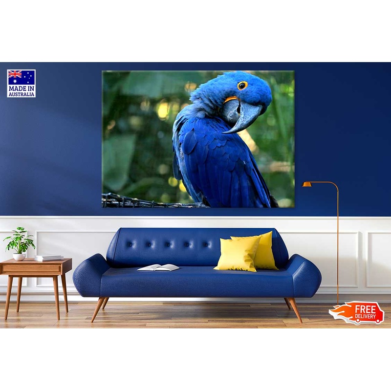 Blue Macaw Closeup Photograph Print 100% Australian Made