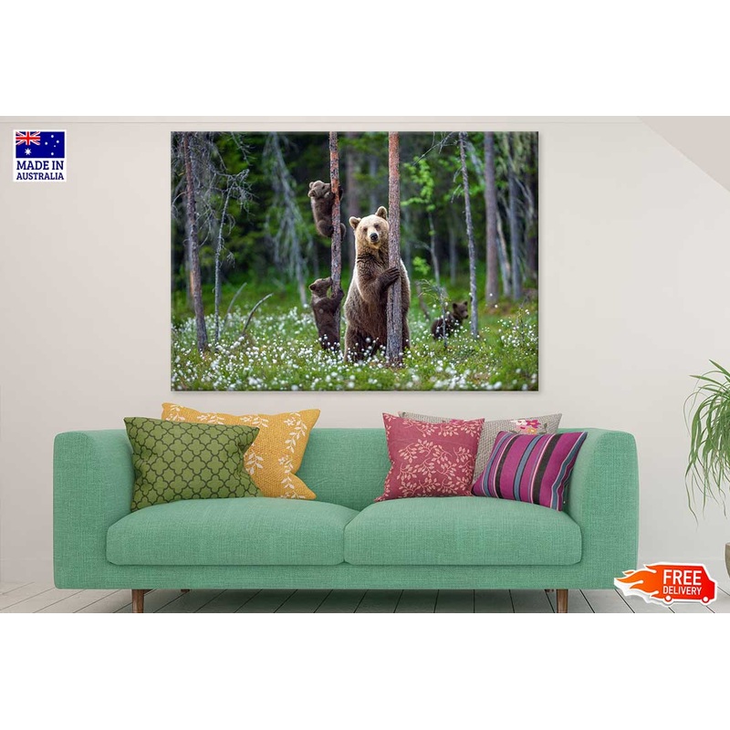 Brown Bear & Cubs Climbs a Tree Photograph Print 100% Australian Made