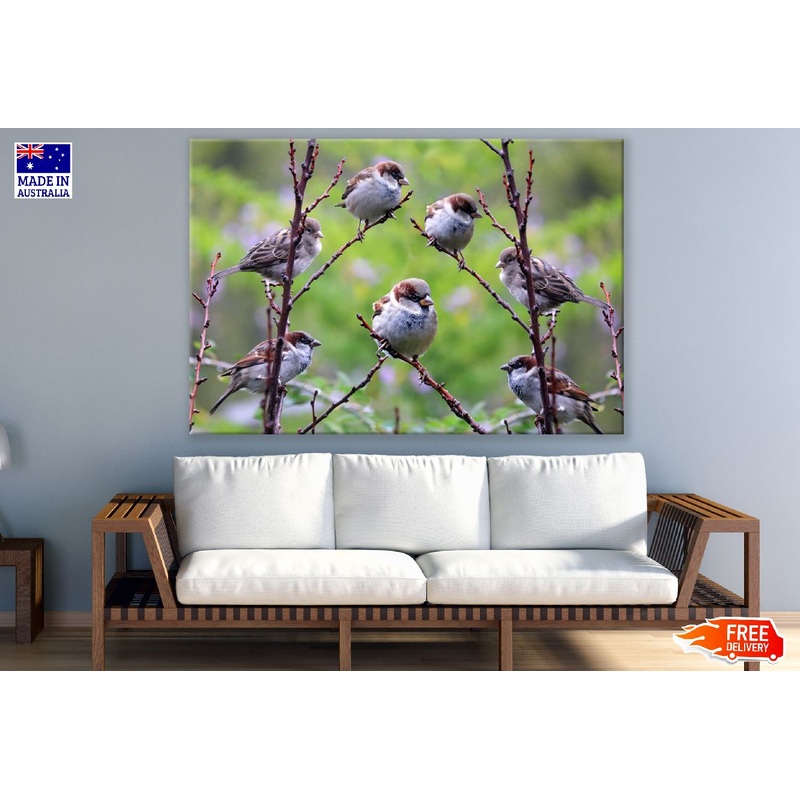 Brown Birds on Tree Branch Photograph Print 100% Australian Made