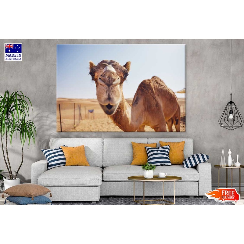 Camel Face Closeup Photograph Print 100% Australian Made