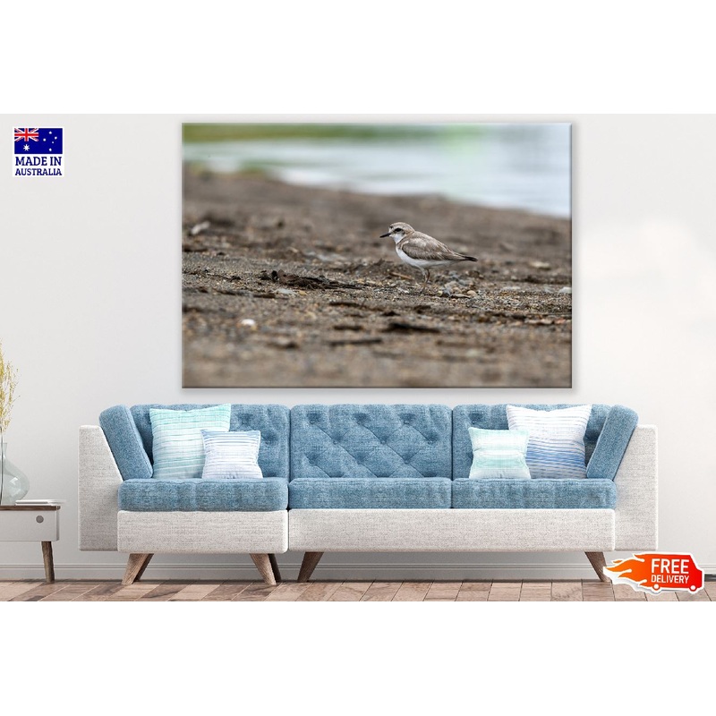 Seabird Closeup Photograph Print 100% Australian Made