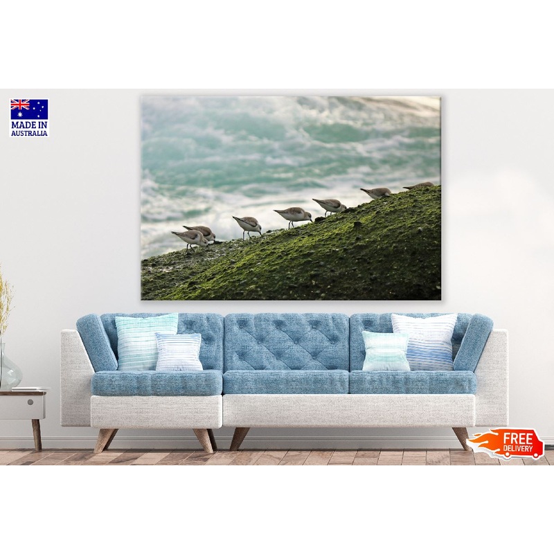 Seabirds on Sea Shore Photograph Print 100% Australian Made