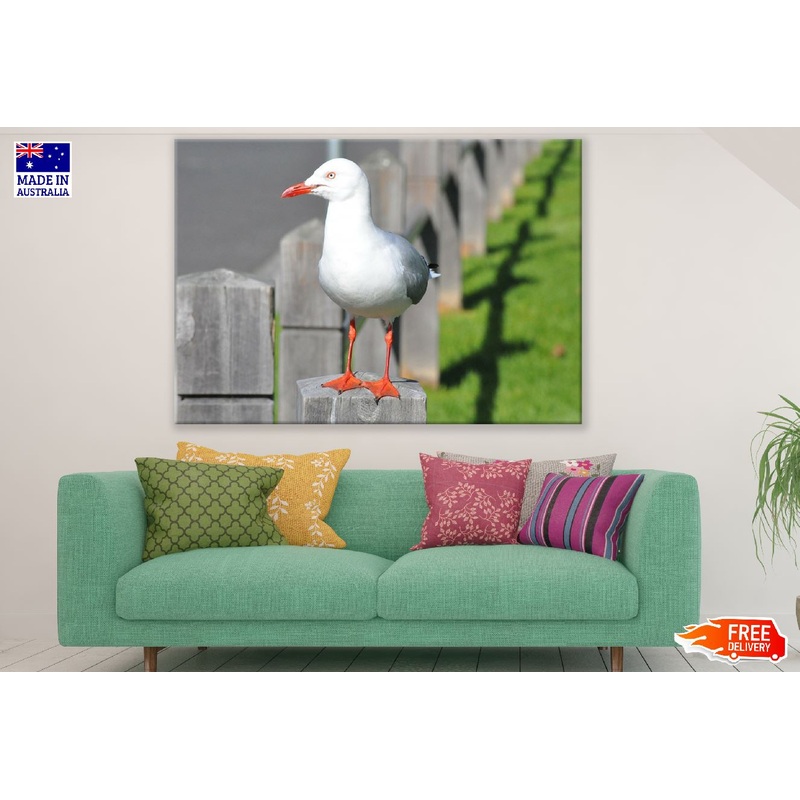 Seagull Bird Closeup Photograph Print 100% Australian Made