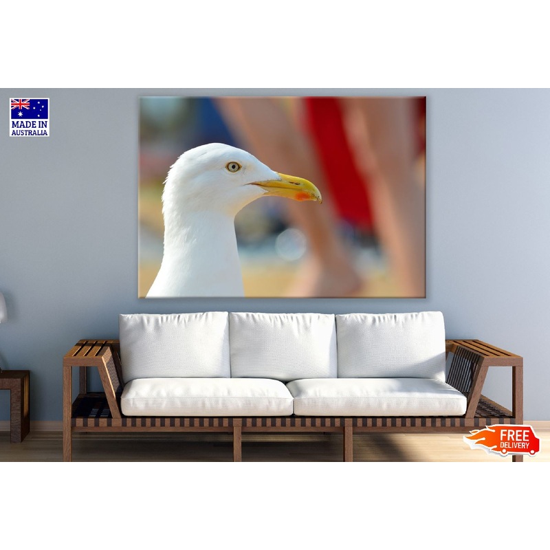 Seagull Bird Face Closeup Photograph Print 100% Australian Made