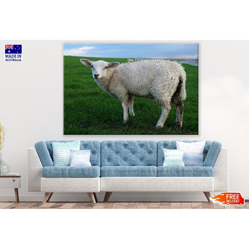 Sheep on Grass Field Closeup Photograph Print 100% Australian Made