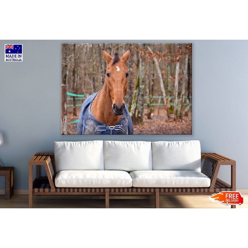 Sorrel Horse Closeup Photograph Print 100% Australian Made