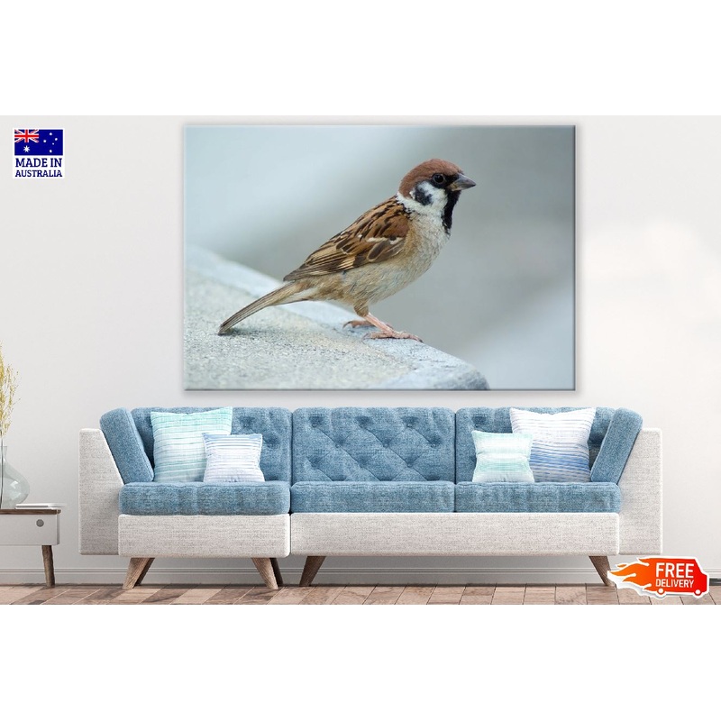 Sparrow Bird Closeup Photograph Print 100% Australian Made