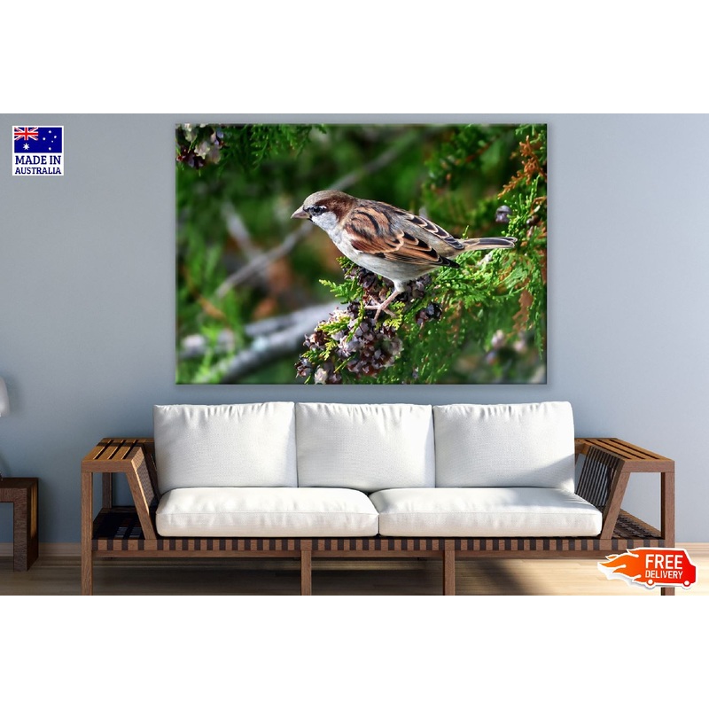 Sparrow Bird on Tree Closeup Photograph  Print 100% Australian Made
