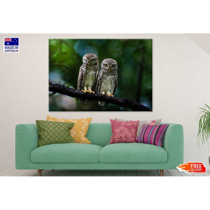 Spotted Owlet Pair Photograph Print 100% Australian Made