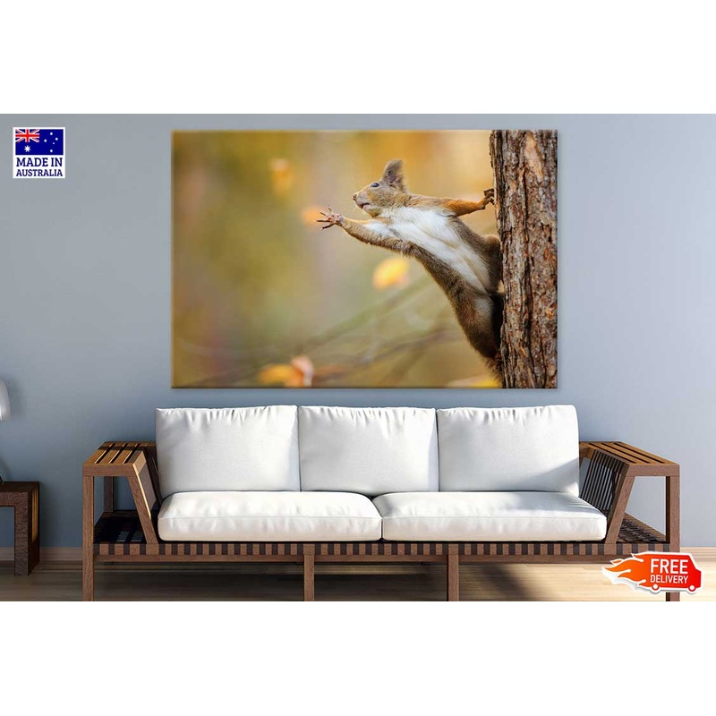 Squirrel on Tree Closeup View Photograph Print 100% Australian Made