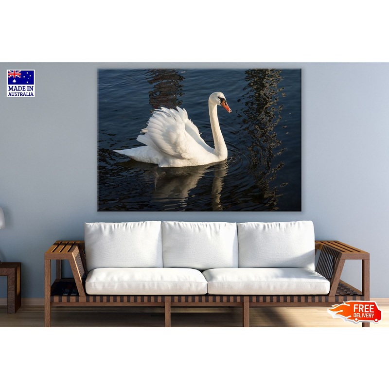 Swan Bird on Sea Closeup Photograph Print 100% Australian Made