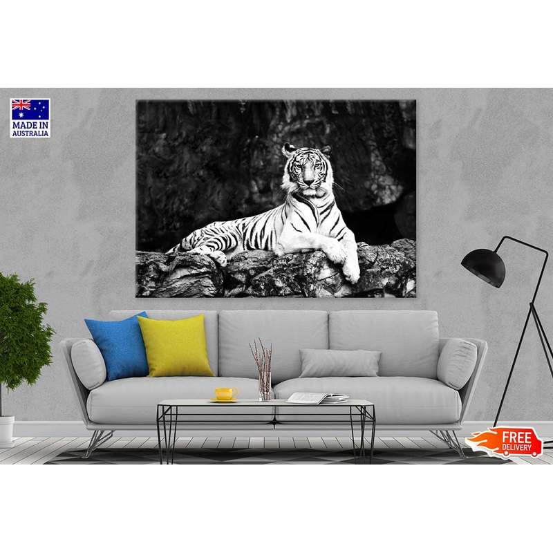 Tiger on Tree Branch B&W View Photograph Print 100% Australian Made