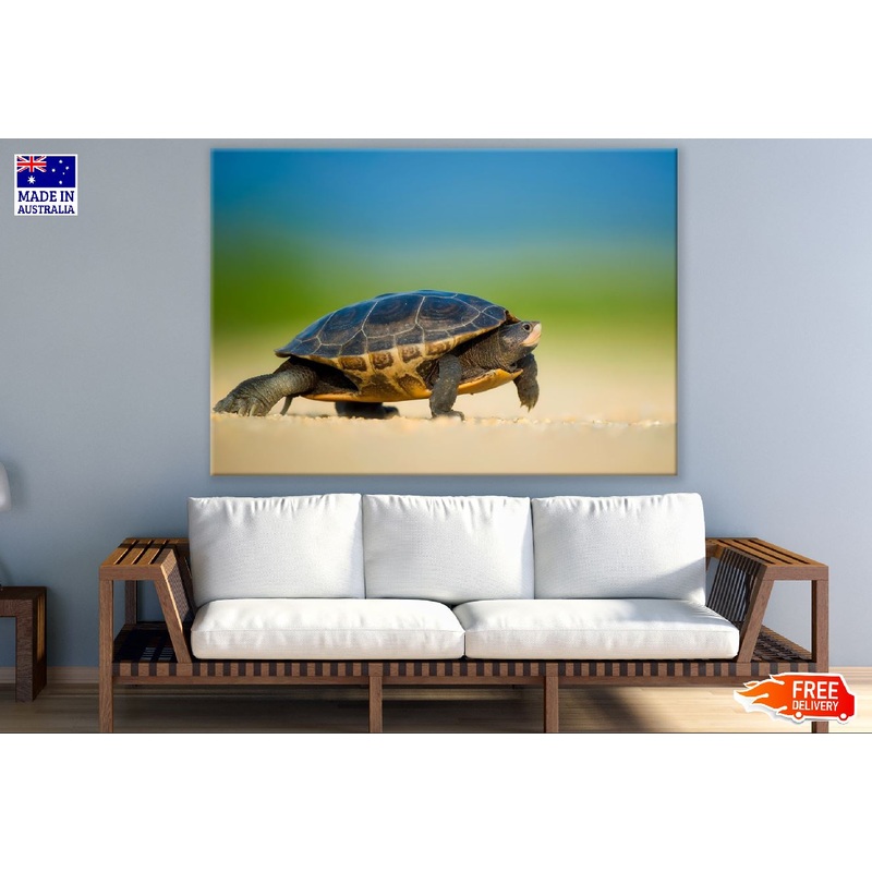 Tortles on Shore Closeup Photograph Print 100% Australian Made
