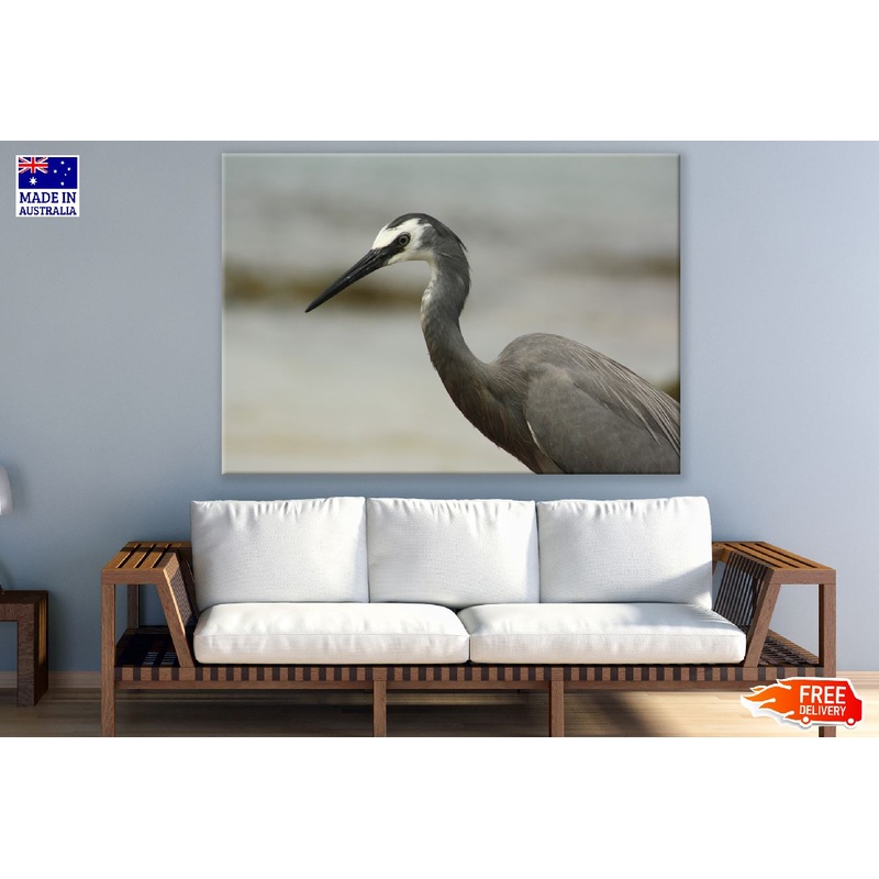 White Faced Heron Closeup Photograph Print 100% Australian Made