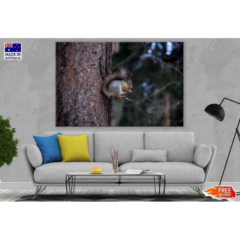 White Grey Squirrel on Tree Branch Photograph Print 100% Australian Made