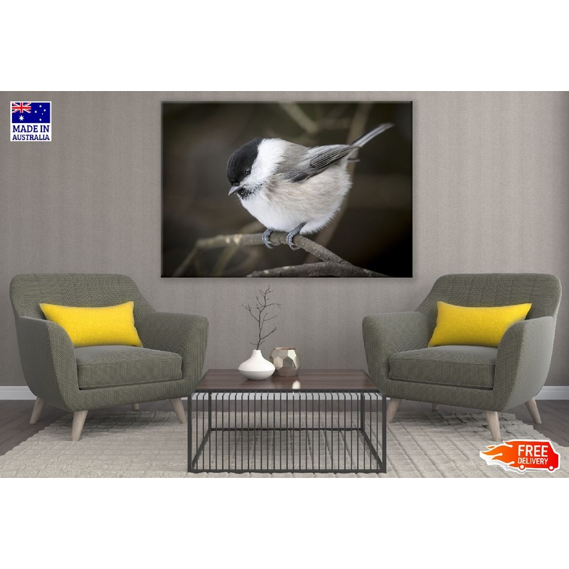 Willow Tit Bird on Tree Branch Closeup Photograph Print 100% Australian Made