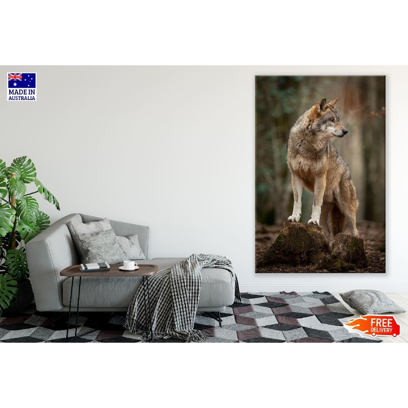 Wolf Closeup Photograph Print 100% Australian Made