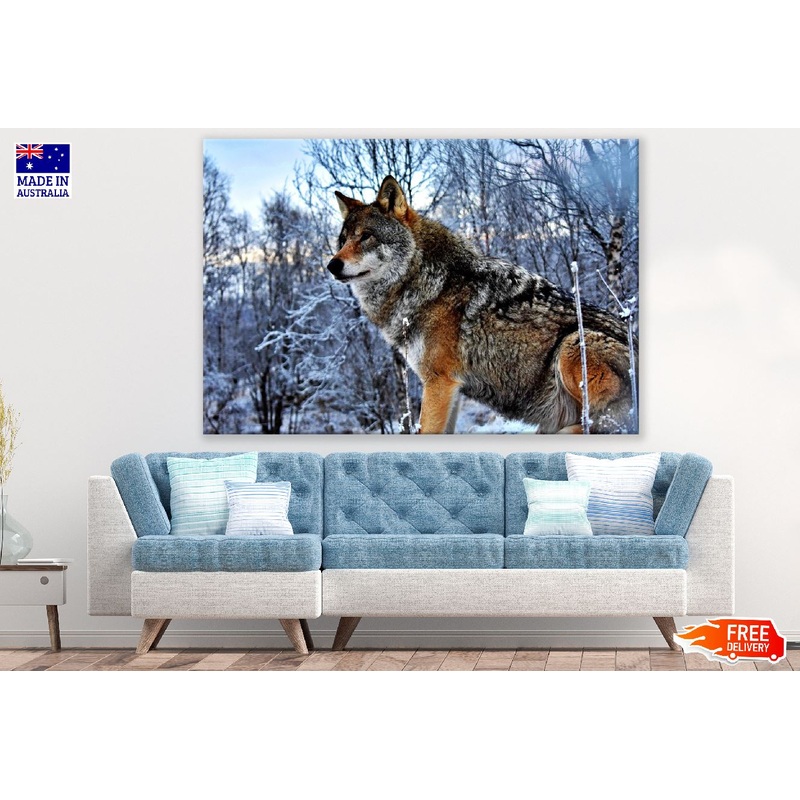 Wolf in Snow Forest Photograph Print 100% Australian Made