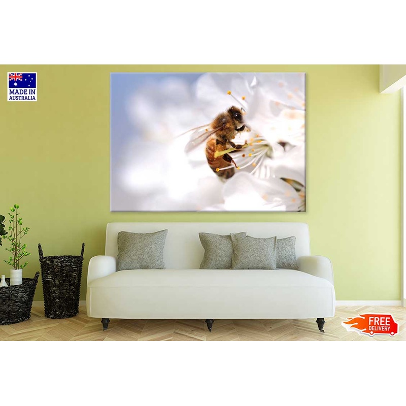Bee on Flower Macro Photograph Print 100% Australian Made