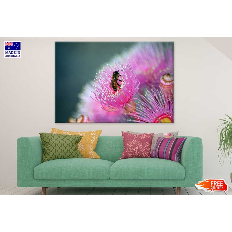 Bee on Pink Gum Flower Photograph Print 100% Australian Made