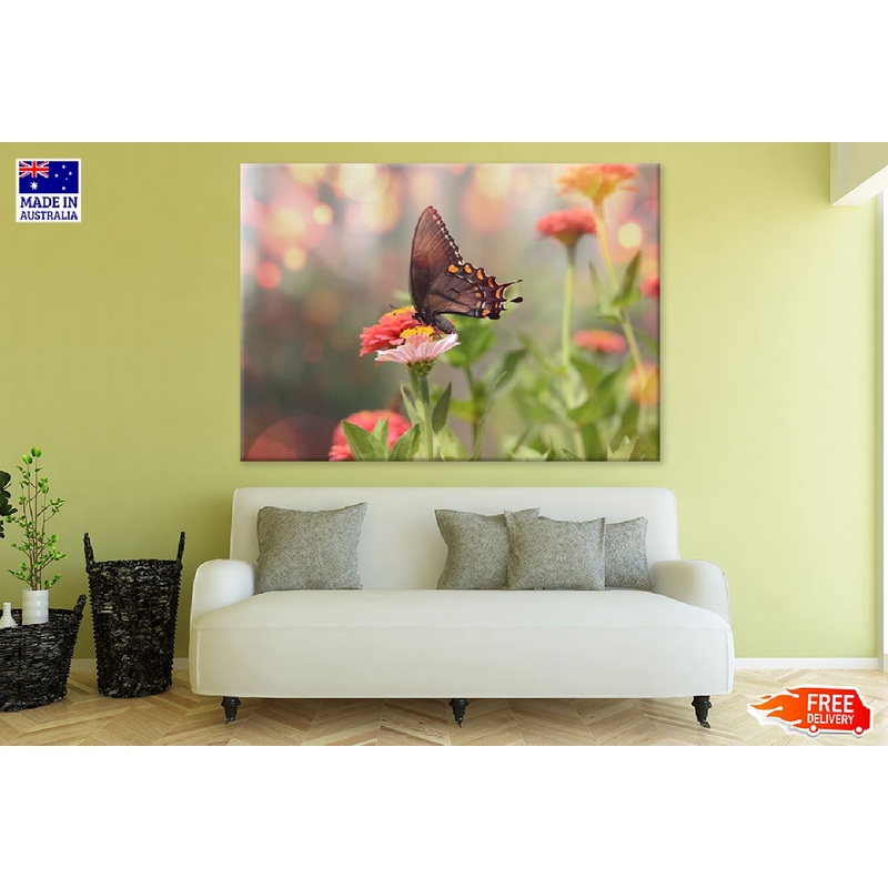Black Satyrium Butterfly on Pink Flower Photograph Print 100% Australian Made