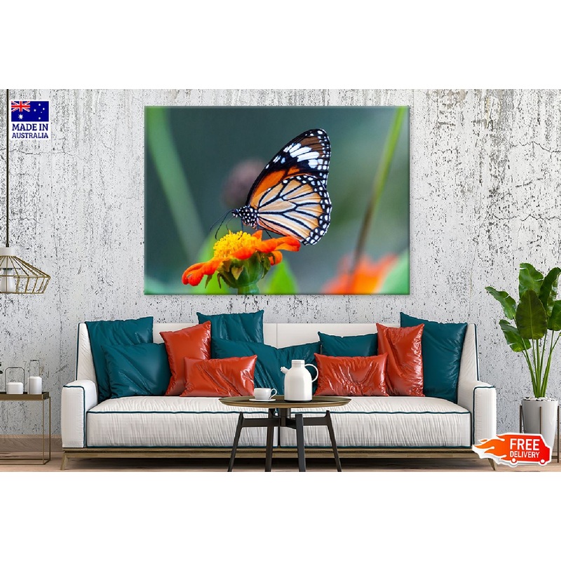 Butterfly on Orange Flower View Photograph Print 100% Australian Made