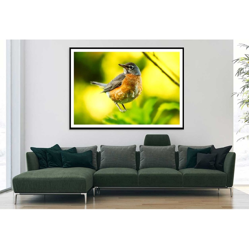 Robin Bird Closeup View Photograph Home Decor Premium Quality Poster Print Choose Your Sizes