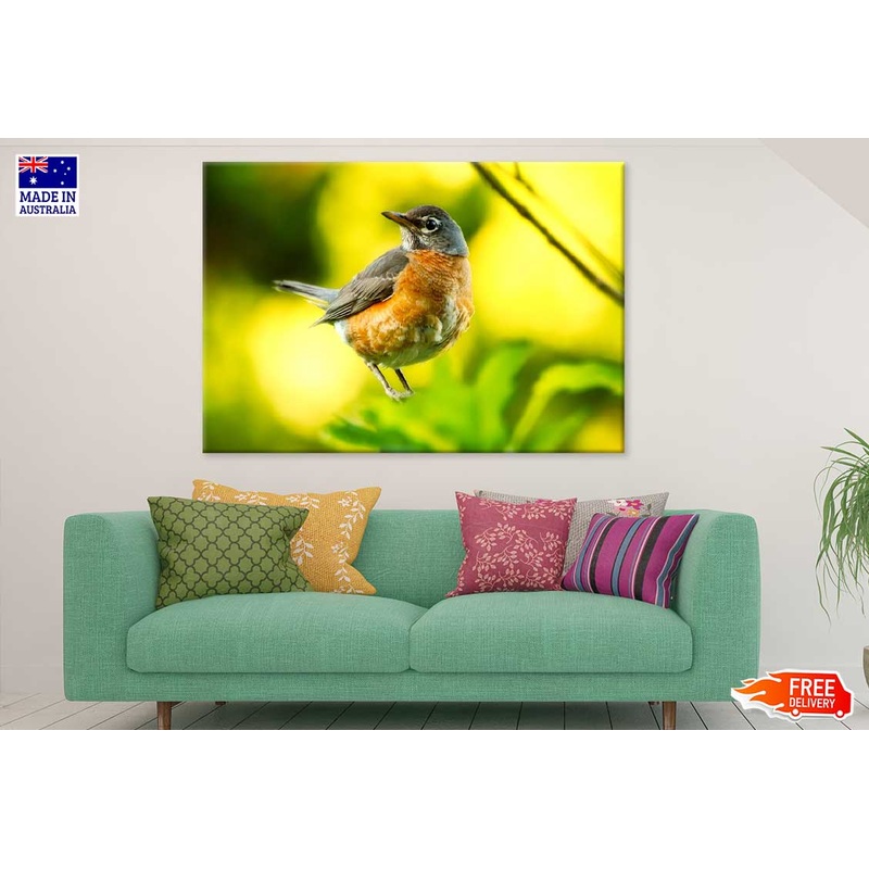 Robin Bird Closeup View Photograph Print 100% Australian Made