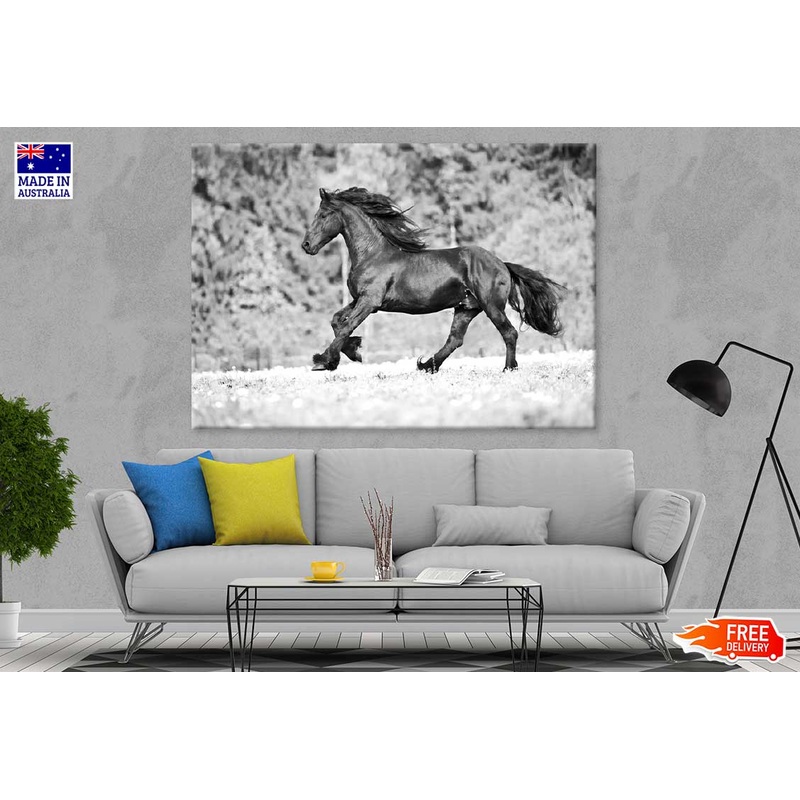 Running Horse B&W View Photograph Print 100% Australian Made