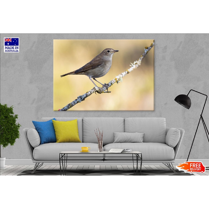 Small Sparrow on Tree Branch View Photograph Print 100% Australian Made
