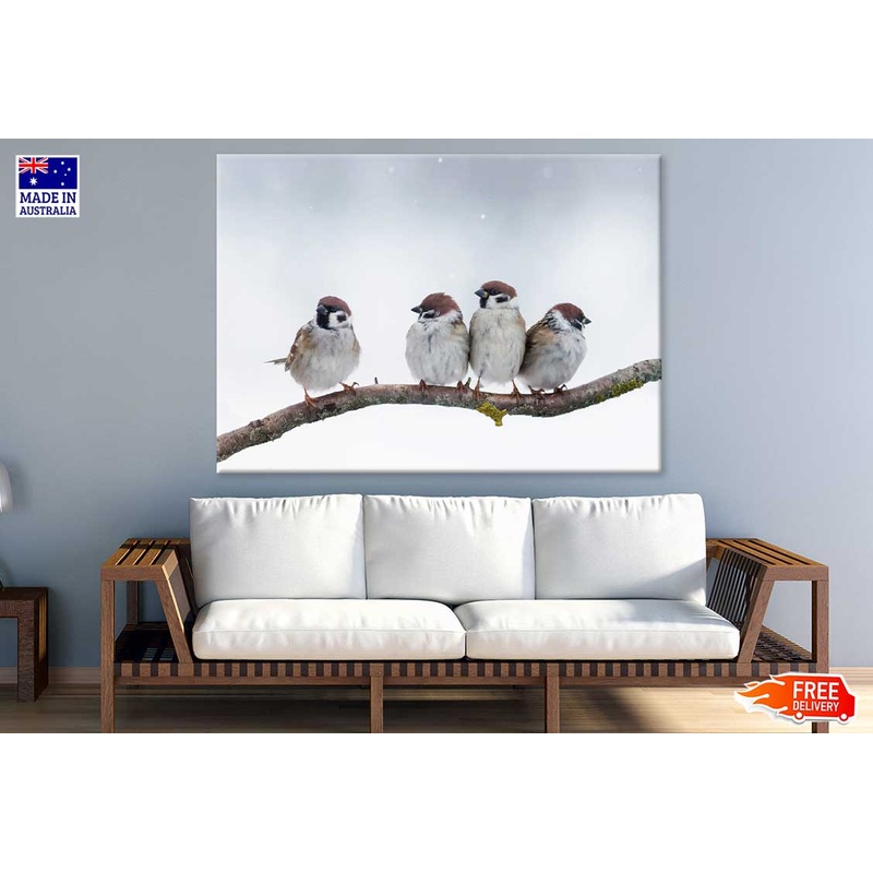 Sparrow Birds on Tree Branch View Photograph Print 100% Australian Made