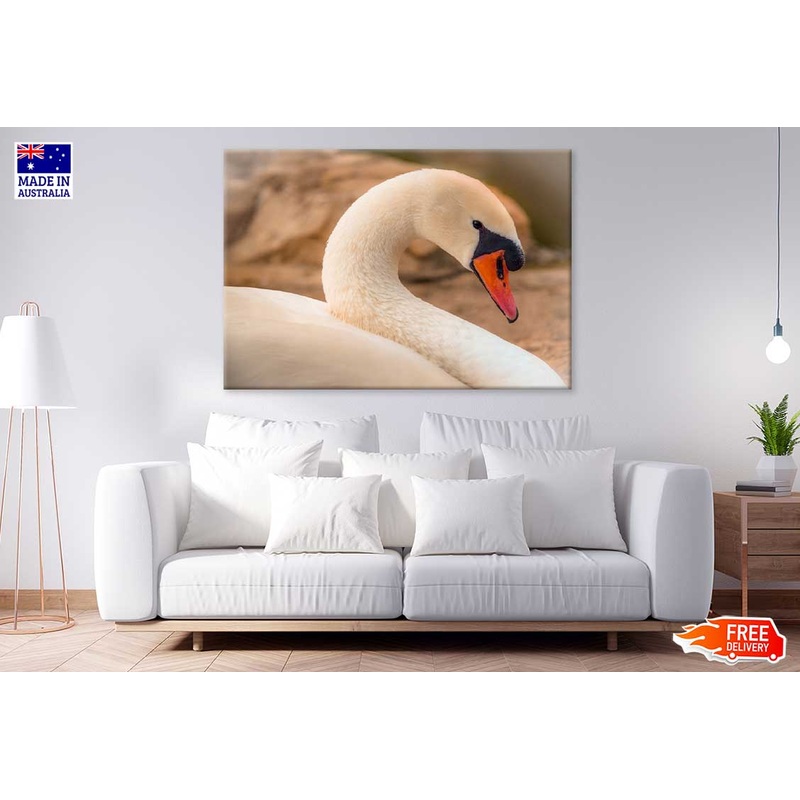 White Swan Closep View Photograph Print 100% Australian Made