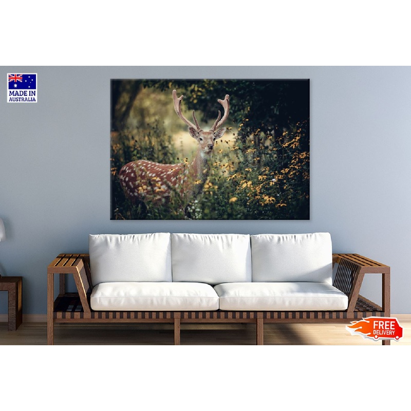Whitetail Deer on Flower Field Photograph Print 100% Australian Made