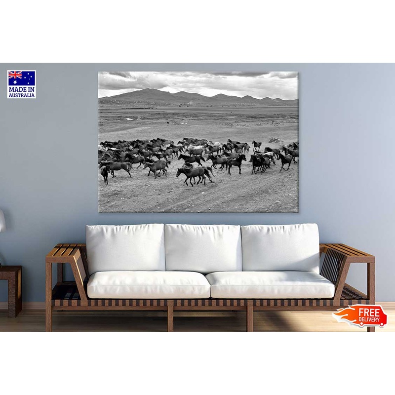 Wild Horse Herd On Field View B&W Photograph Print 100% Australian Made