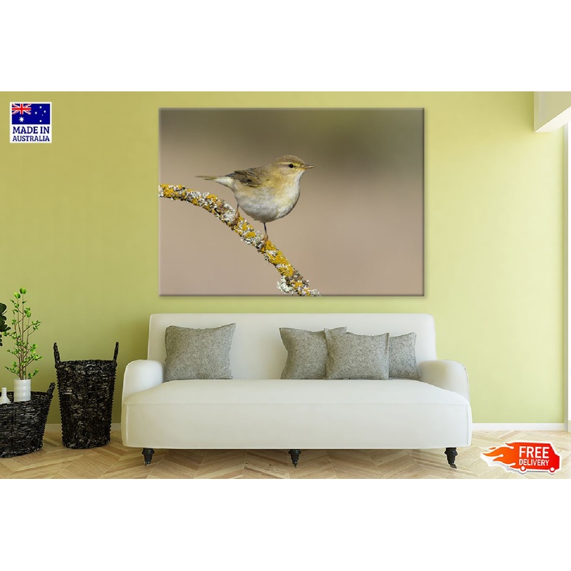Willow Warbler Bird on Tree Branch Photograph Print 100% Australian Made