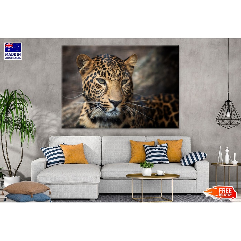 Young Leopard Face Coseup View Photograph Print 100% Australian Made