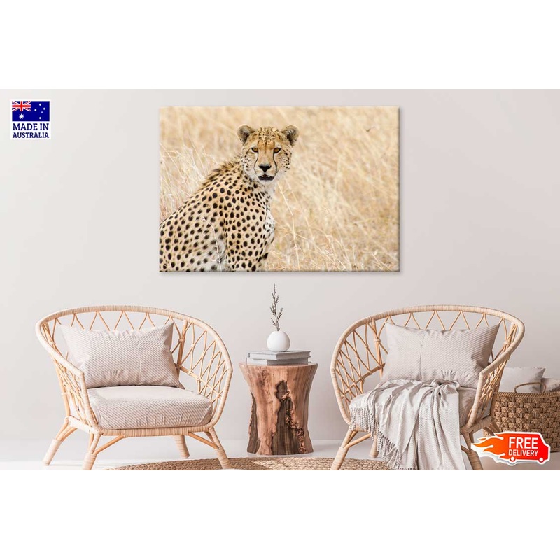African Cheetah on Field View Photograph Print 100% Australian Made
