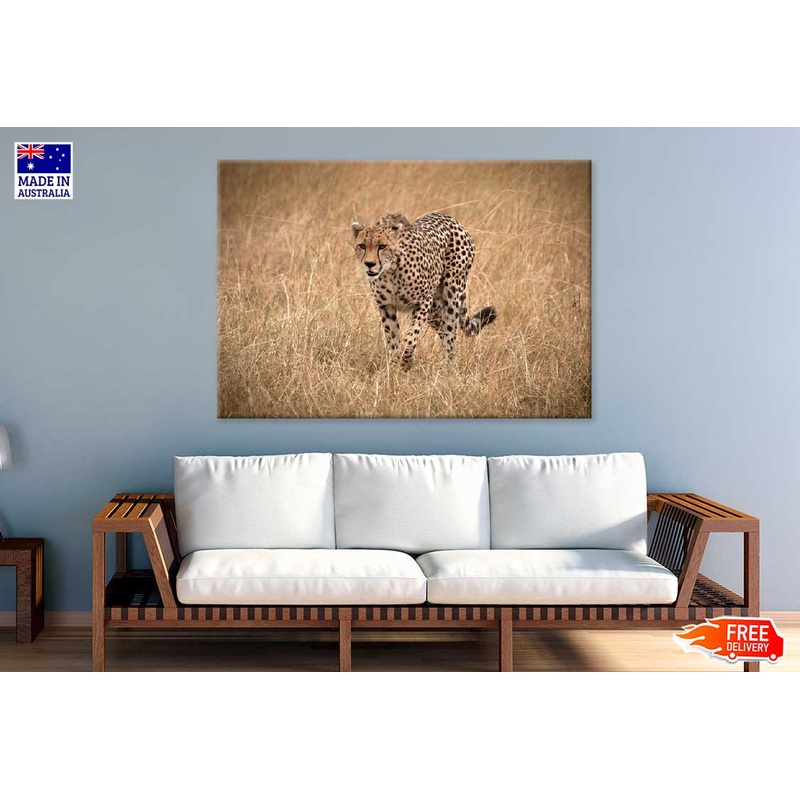 African Cheetah on Landscape View Photograph Print 100% Australian Made