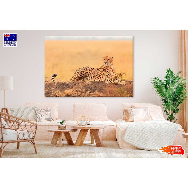 African Cheetah on Rock View Photograph Print 100% Australian Made