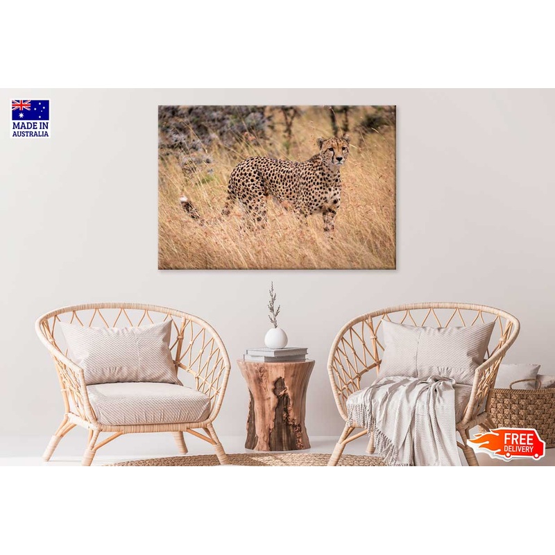 African Cheetah Walking Field Photograph Print 100% Australian Made