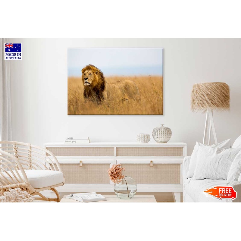 African Lion in Serengeti Park View Photograph Print 100% Australian Made