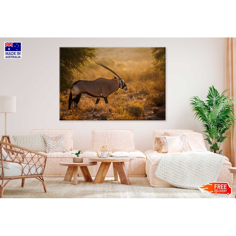 African Oryx in Kgalagadi Park Sunset Photograph Print 100% Australian Made