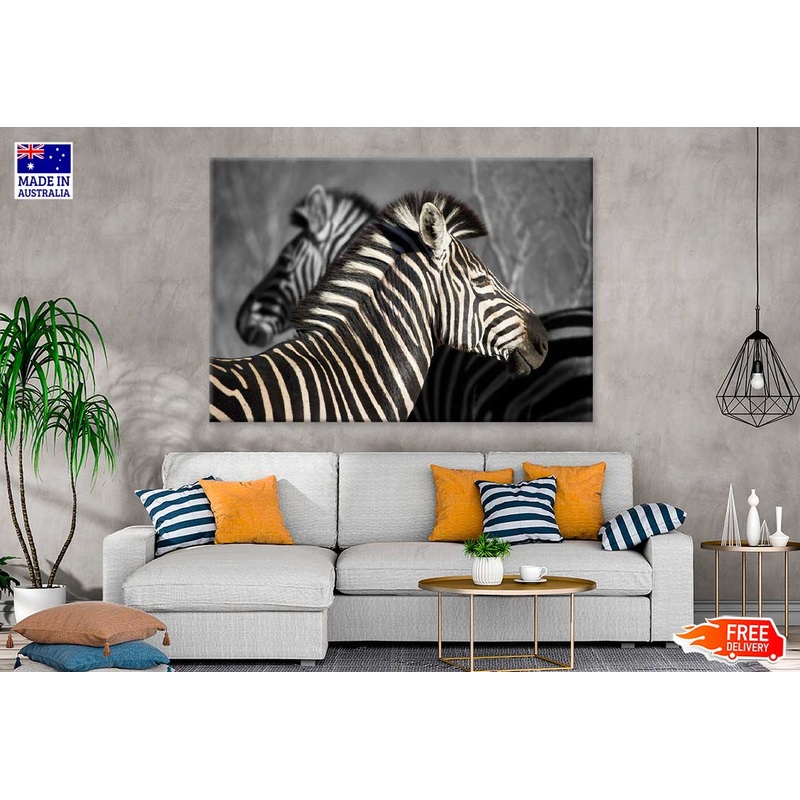 B&W Zebra in Forest View Photograph Print 100% Australian Made