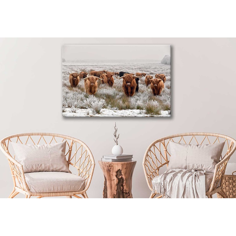 Bella Home Big Scottish Cow's Looking Print Canvas Ready to hang