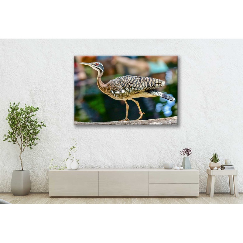 Bella Home Brown & White Eurypyga Helias Bird Print Canvas Ready to hang